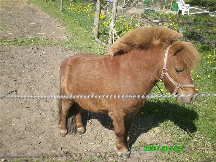 Shetlænder Thor Clausen - Den "store" Thor :) billede 8
