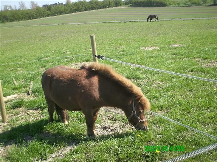 Shetlænder Thor Clausen - Thor på vores gamle lille fold, så han kunne nyde lidt godt af det gode græs! :) billede 9