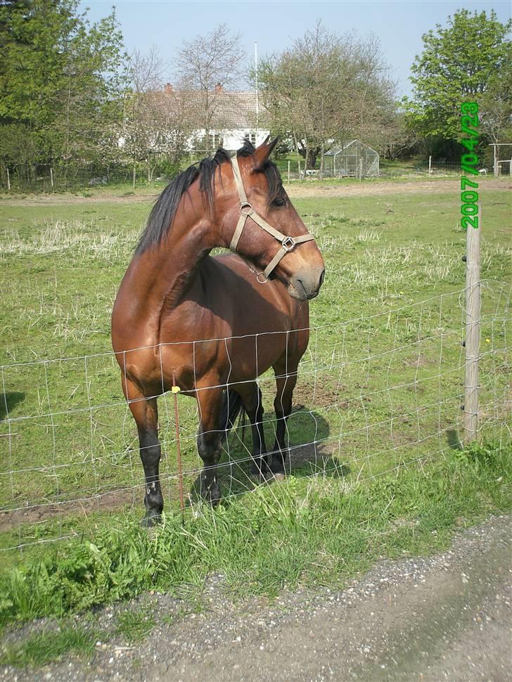 Anden særlig race Sonny - En dejlig Sonny, på folden bag haven :) billede 10