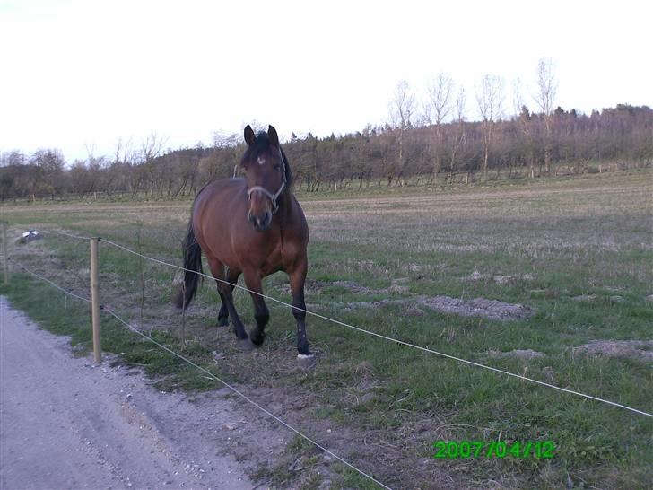 Anden særlig race Sonny - "Hallo? Luk mig ind, jeg er suuulten!" En dejlig hest :)<3 billede 11