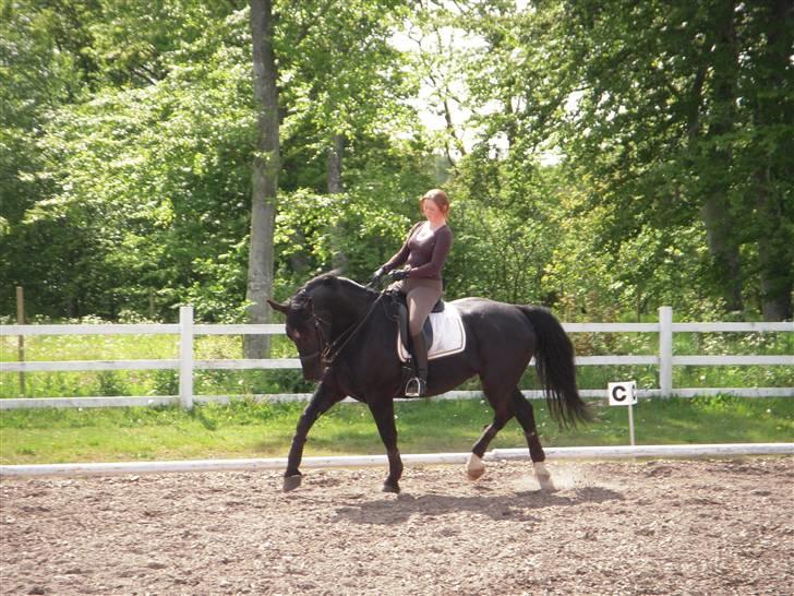 Oldenborg Bakkegårdens Blancho billede 14