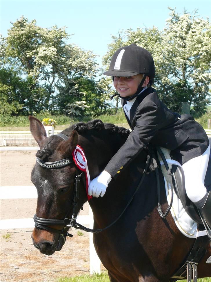 Svensk Sportspony  Cracker Jack - Verdens sødeste pony billede 3