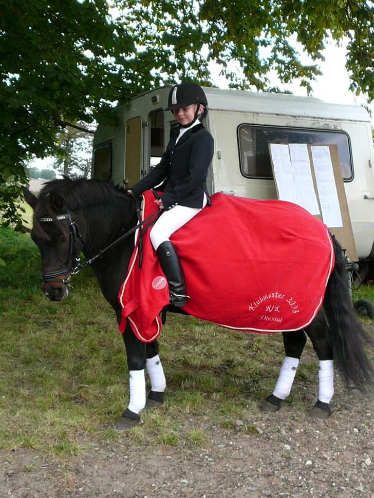 Svensk Sportspony  Cracker Jack - Klubmester 2008 i dressur billede 7