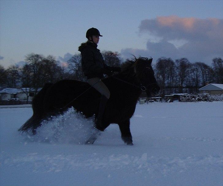 Islænder †  Laufi frá Hjalla  †  Min engel! - Supersuper hyggelig dag i sneen med verdens bedste ponyprins. i: <3<3<3<3 mhh.. det var herligt! (y) Evig elsk! Foto:Bror. billede 7