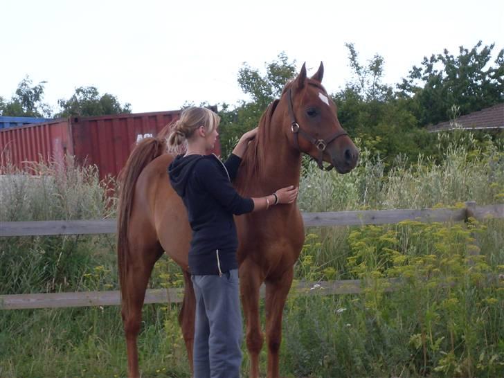 Arabisk fuldblod (OX) GHAZAL AL BAHIR. VINDENS SANG - Min baby. <3 . I sommers . 2009. billede 16