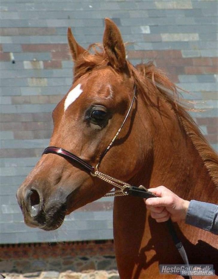 Arabisk fuldblod (OX) GHAZAL AL BAHIR. VINDENS SANG - .showet som 1 års billede 17