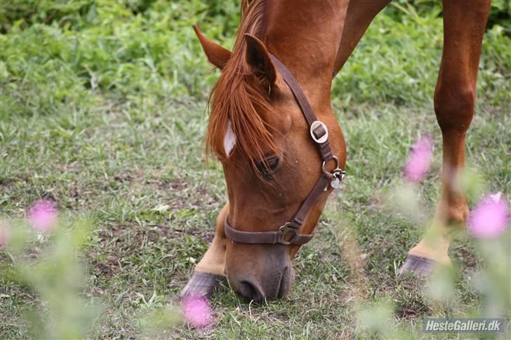 Arabisk fuldblod (OX) GHAZAL AL BAHIR. VINDENS SANG - Ghazal på folden.. FOTO: Pernille  .. 09 billede 18