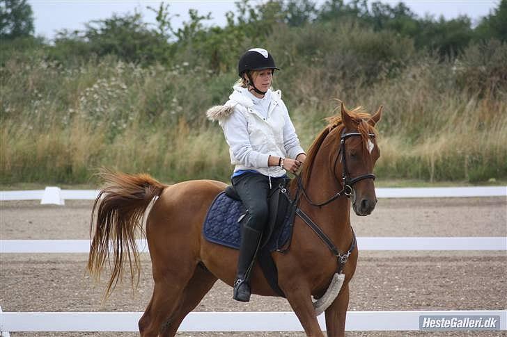 Arabisk fuldblod (OX) GHAZAL AL BAHIR. VINDENS SANG - . billede 19