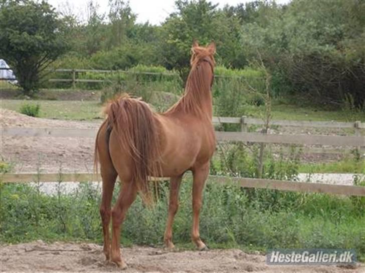 Arabisk fuldblod (OX) GHAZAL AL BAHIR. VINDENS SANG - Når enden er god´ er alting godt!! :o) - Tak fordi i kiggede forbi..  billede 20