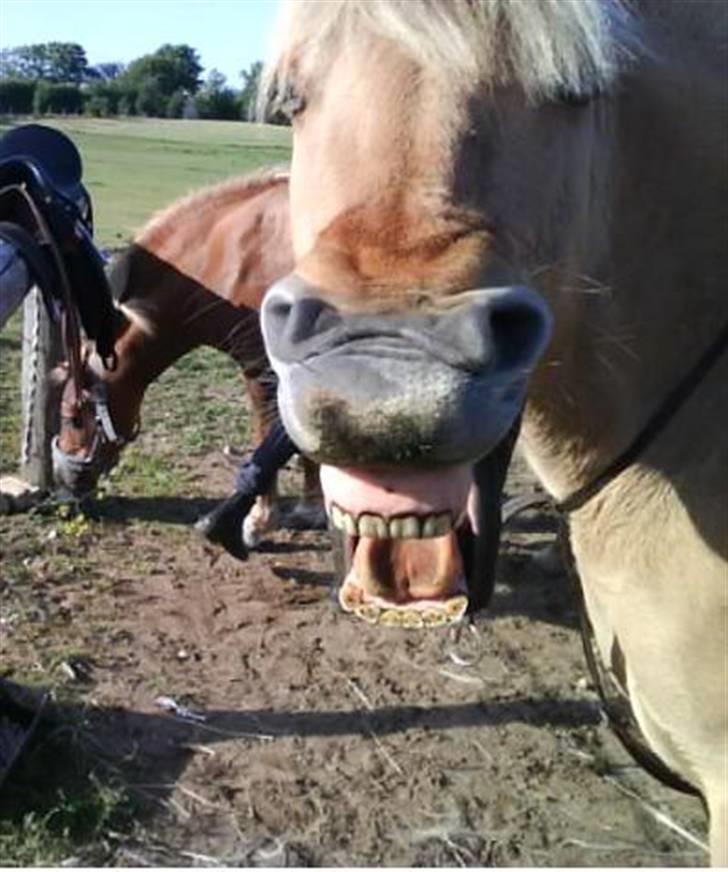 Fjordhest Hesselbjerg's Musse - Smil til Kameraet Musse;) billede 10