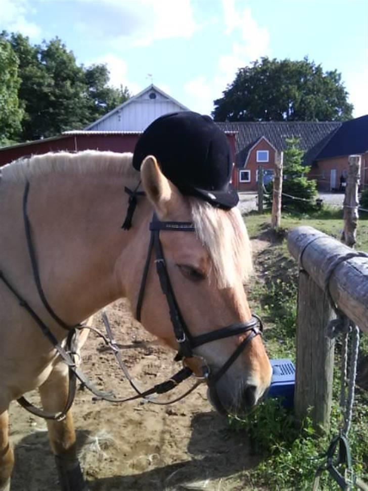 Fjordhest Hesselbjerg's Musse - Nu vil jeg altså ud at ride;) billede 11