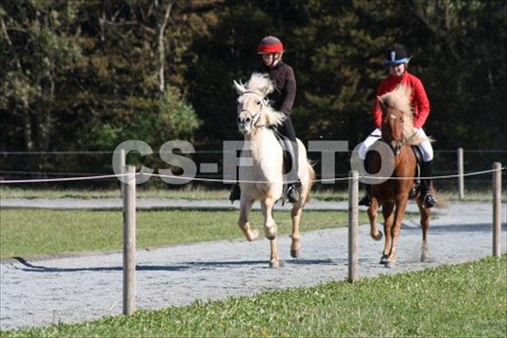 Islænder Dís fra Glófaxa solgt  - #5. nyt blössi stævne galop 2010 billede 5