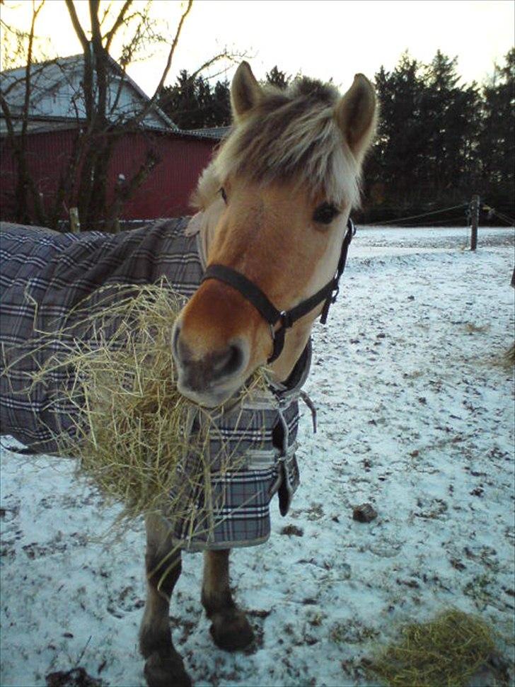 Fjordhest Hesselbjerg's Musse - Musse på fold, med hendes bedste ven ;) billede 12