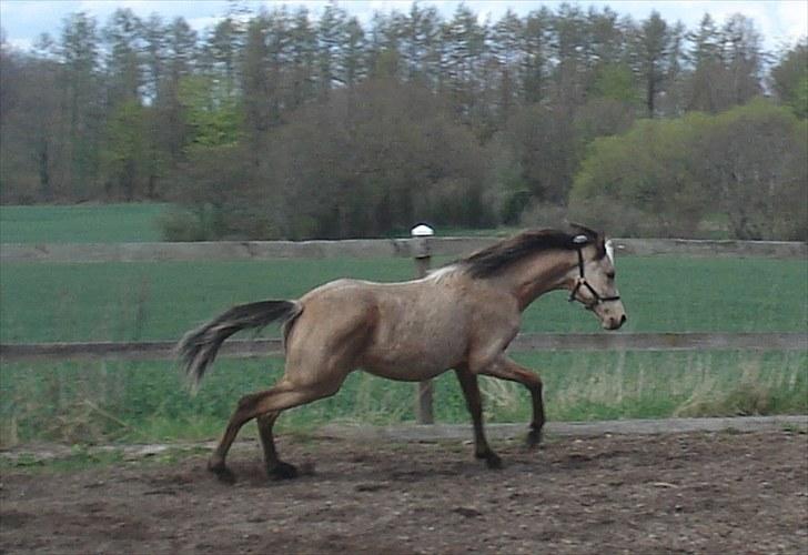 Welsh Partbred (Sec F) Daugaards Magnifique - knap 10 mdr.  billede 1