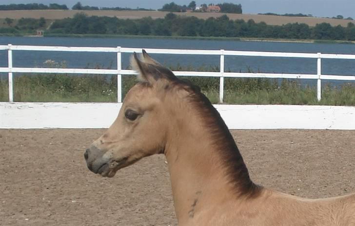 Welsh Partbred (Sec F) Daugaards Magnifique - 25 dage billede 4