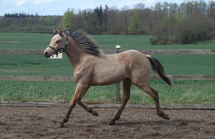 Welsh Partbred (Sec F) Daugaards Magnifique - knap 10 mdr.  billede 5