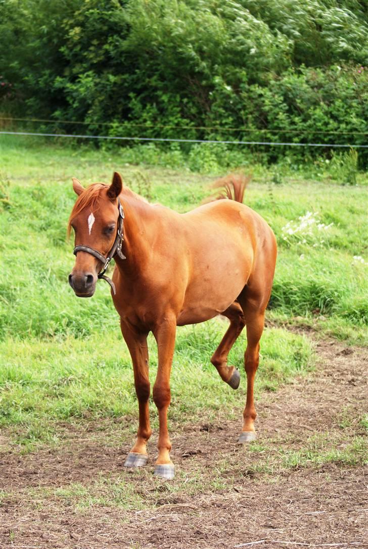 Arabisk fuldblod (OX)  Hektor Solgt - Sådan ser jeg så ud nu d13-07-09 billede 15