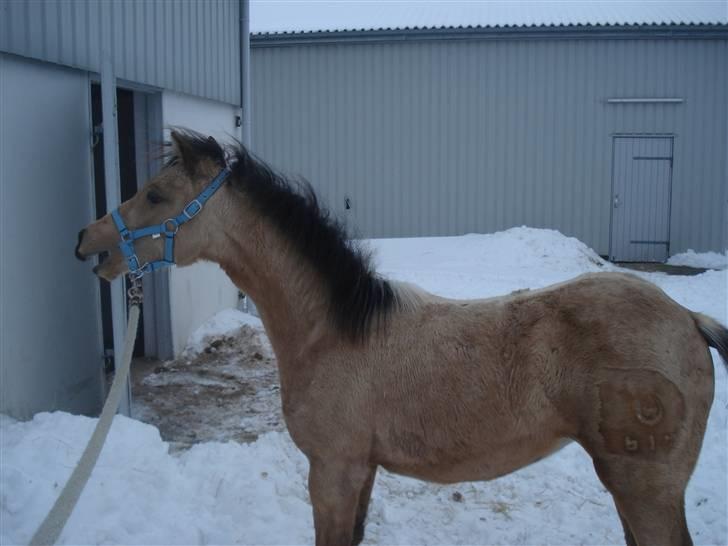 Welsh Partbred (Sec F) Daugaards Magnifique - knap 7 mdr. billede 8