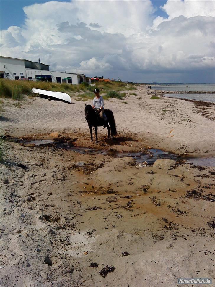 Anden særlig race sniffer *SOLGT* - velkommen til sniffer´s profil: (:<3 billede 1