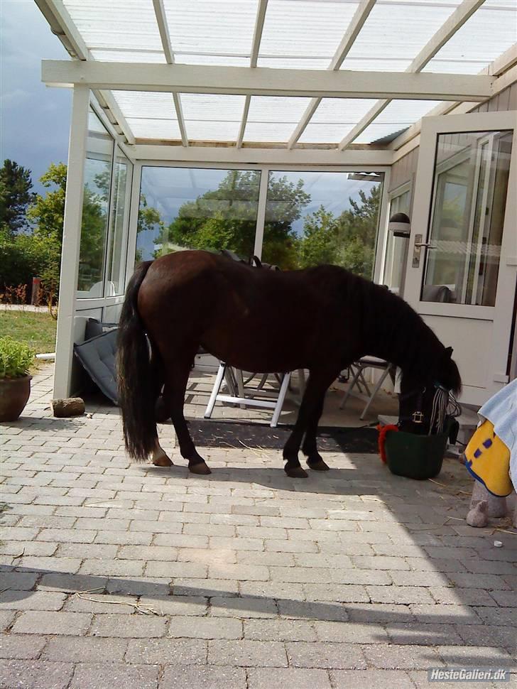 Anden særlig race sniffer *SOLGT* - hmm mad!!  (; billede 2