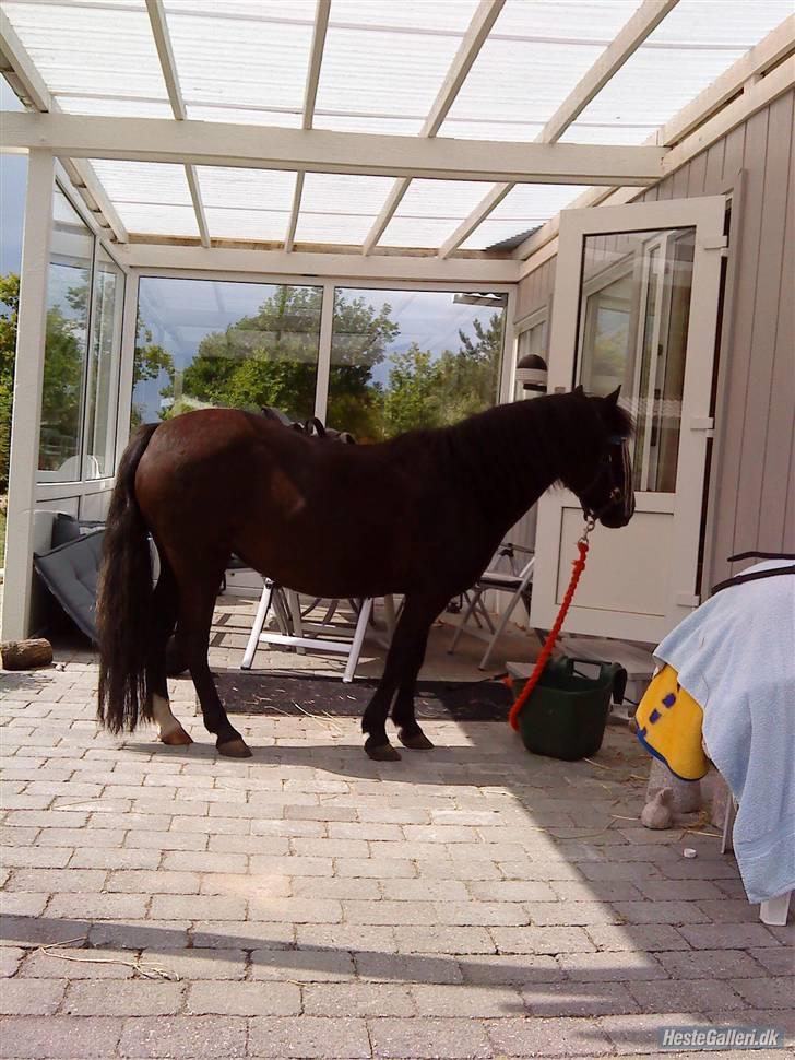 Anden særlig race sniffer *SOLGT* - øvv ikk mere mad! ); billede 3