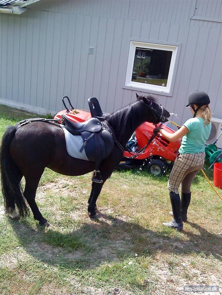 Anden særlig race sniffer *SOLGT* - hah vand!(; billede 4