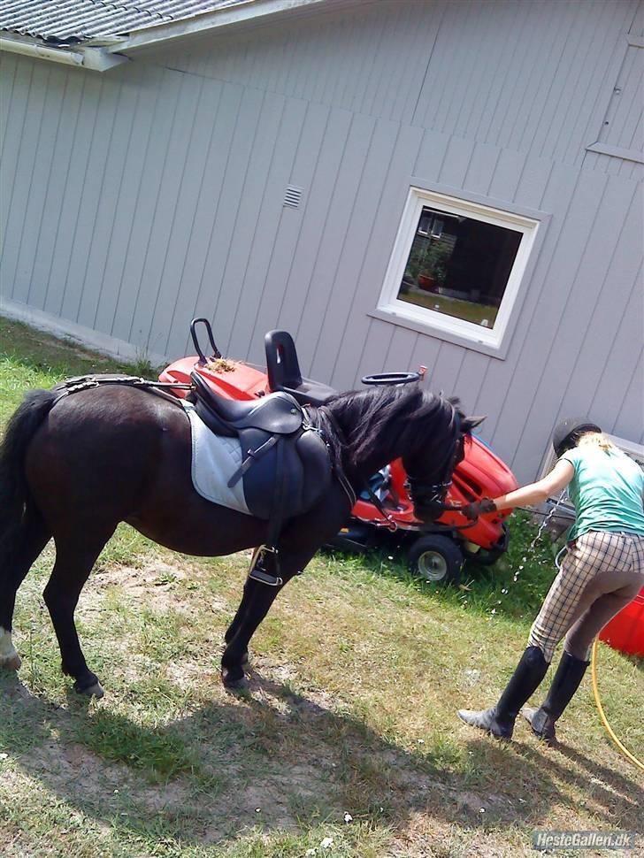 Anden særlig race sniffer *SOLGT* - igenxD billede 5