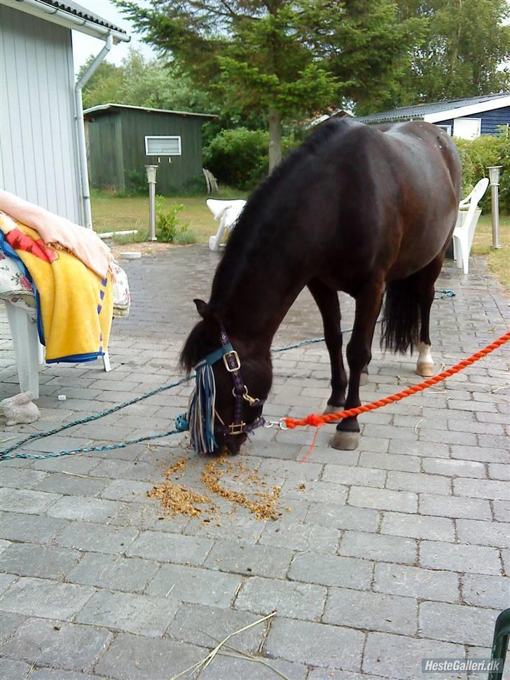 Anden særlig race sniffer *SOLGT* - MAD xD billede 6