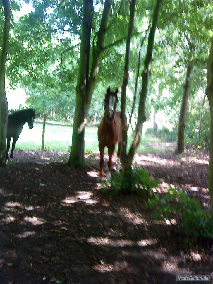 Anden særlig race sniffer *SOLGT* - I ka ikk finde os heh<33 billede 7