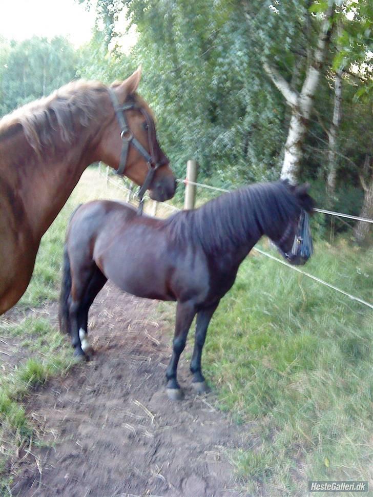 Anden særlig race sniffer *SOLGT* - Se noget spændene xD billede 8