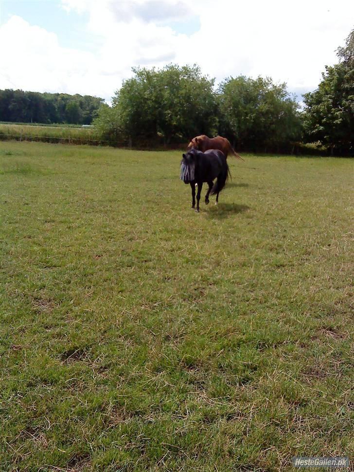 Anden særlig race sniffer *SOLGT* - oka vi kommer (: billede 9