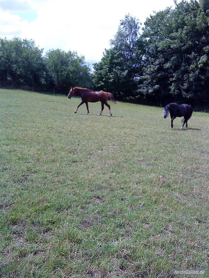 Anden særlig race sniffer *SOLGT* - græs?:) billede 10