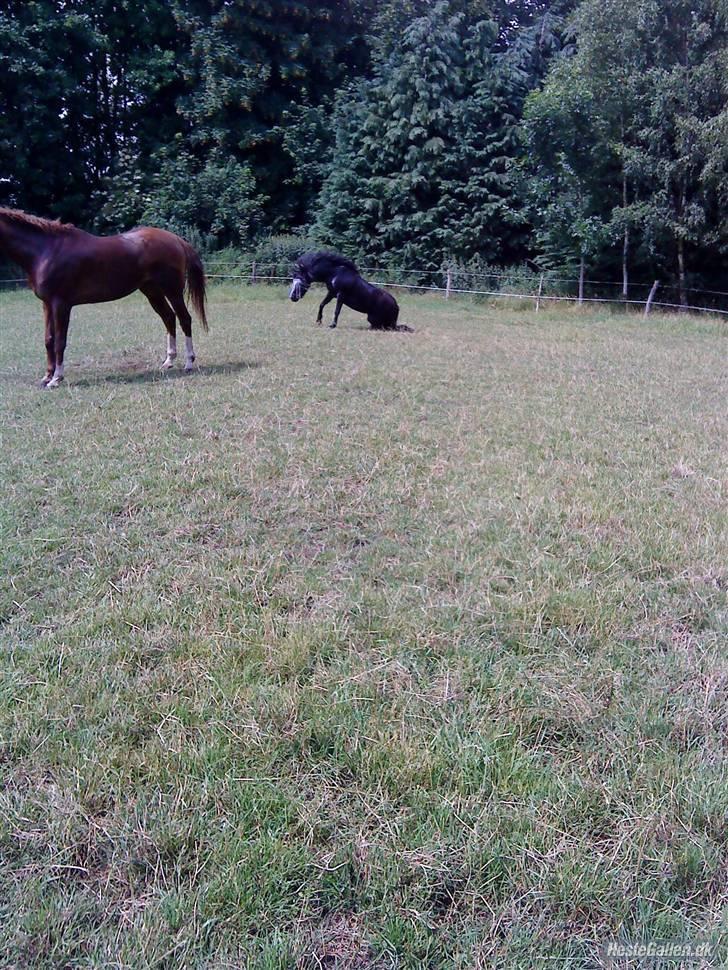 Anden særlig race sniffer *SOLGT* - på vej op efter at have rullet sig dX billede 11