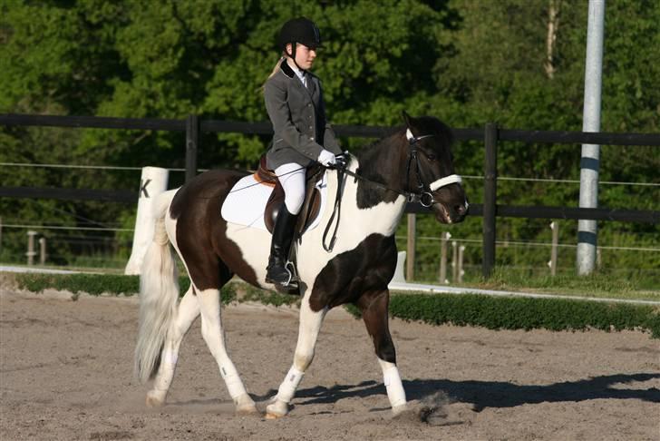 Islænder Tølte | gamle part - I dressur klasse :D Foto: Rikke Lund! billede 5