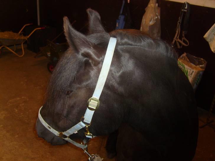 Fell pony Brackenbank Spencer billede 6