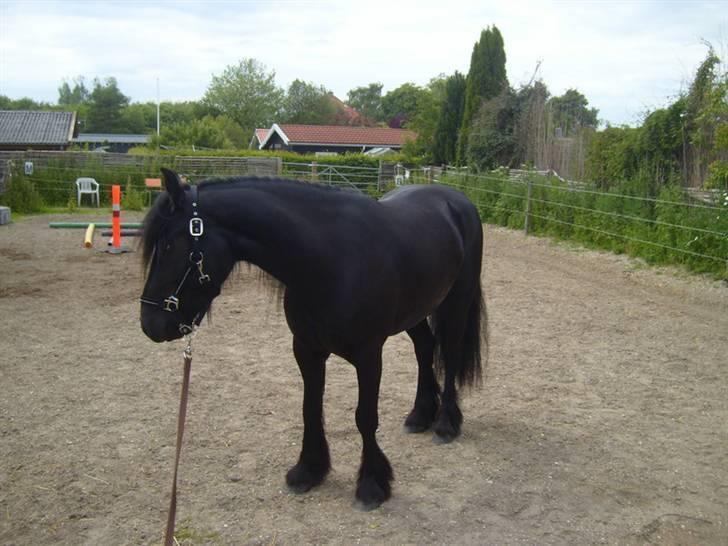 Fell pony Brackenbank Spencer billede 8