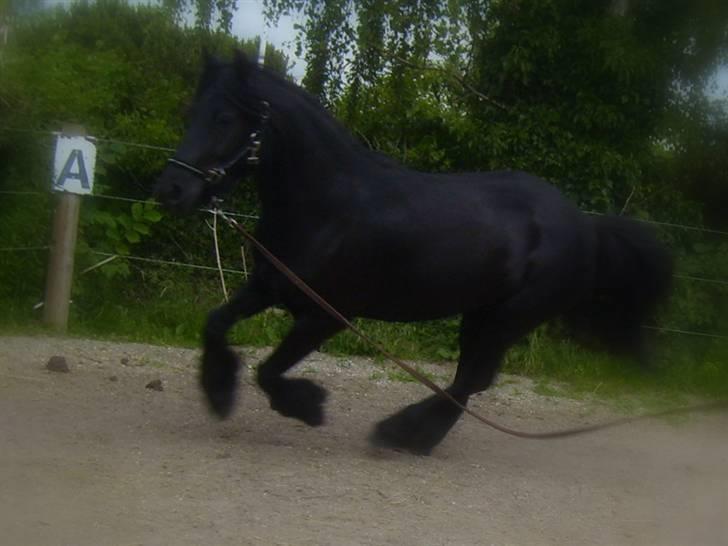 Fell pony Brackenbank Spencer billede 10