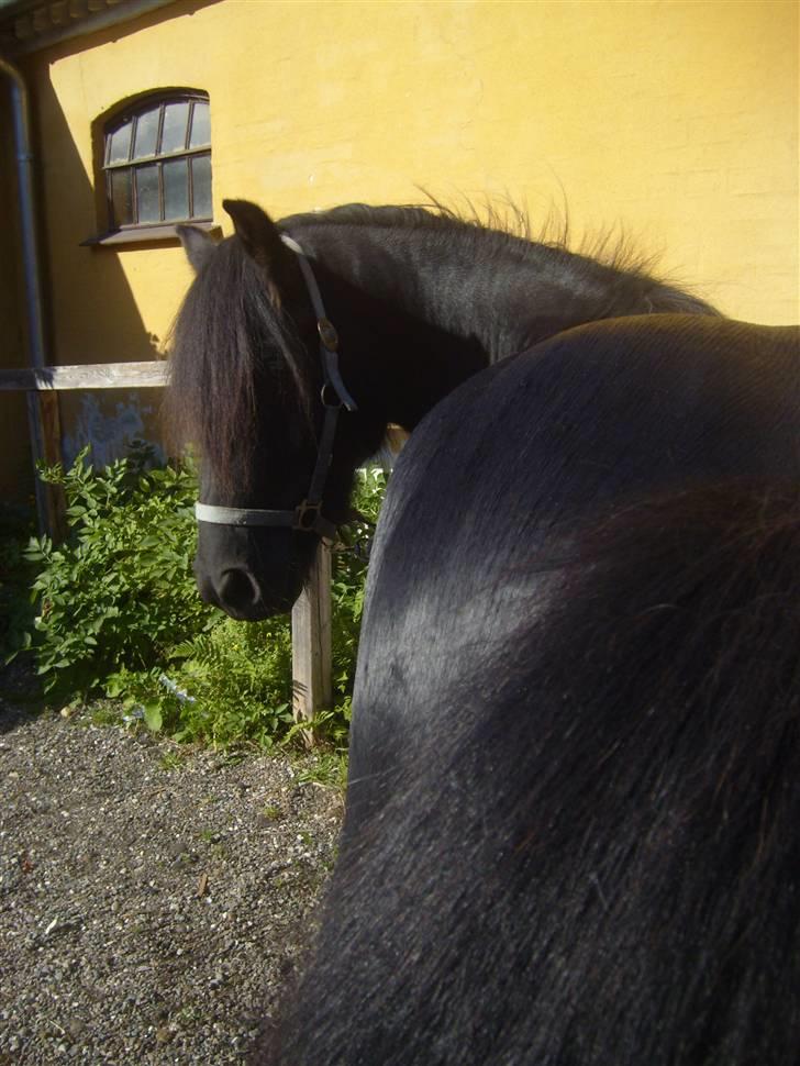 Fell pony Brackenbank Spencer billede 11