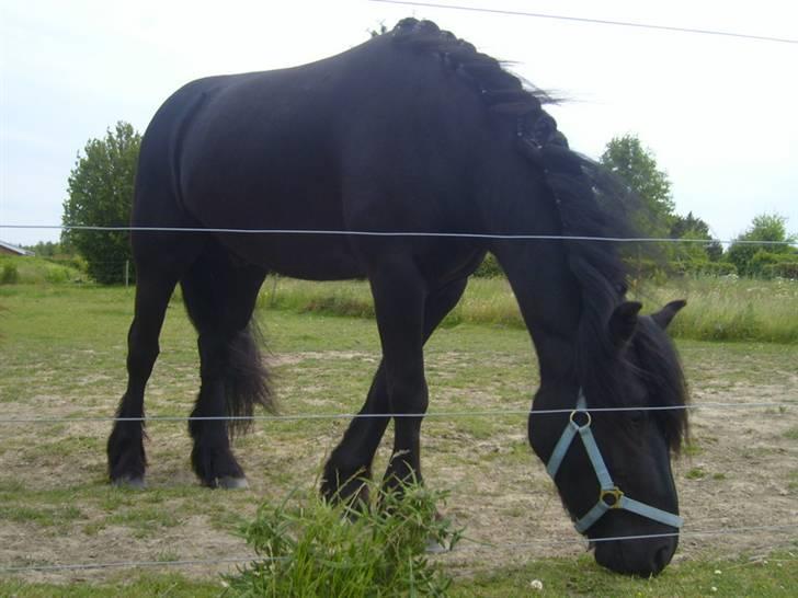 Fell pony Brackenbank Spencer billede 12