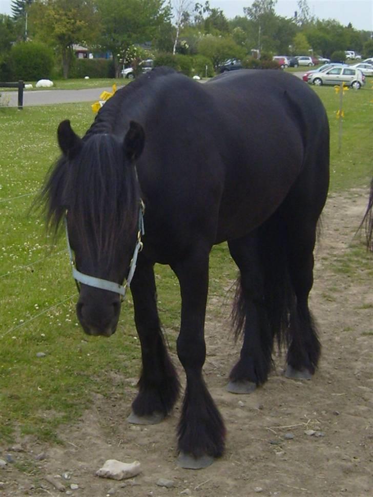 Fell pony Brackenbank Spencer billede 13