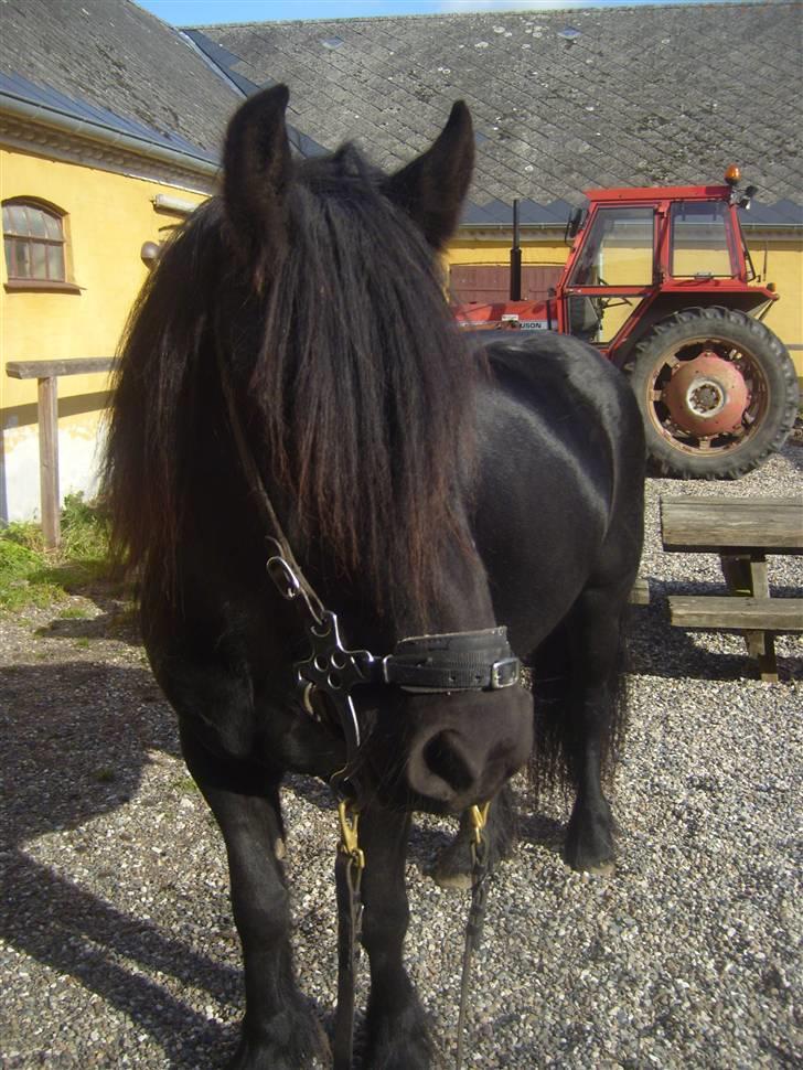 Fell pony Brackenbank Spencer billede 5