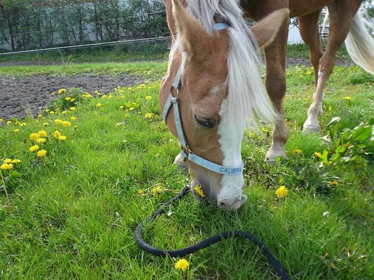 Hollandsk Sportspony  Calibra - solgt..RIP :-( - mums:D fotograf; mette boholt teglers. billede 19