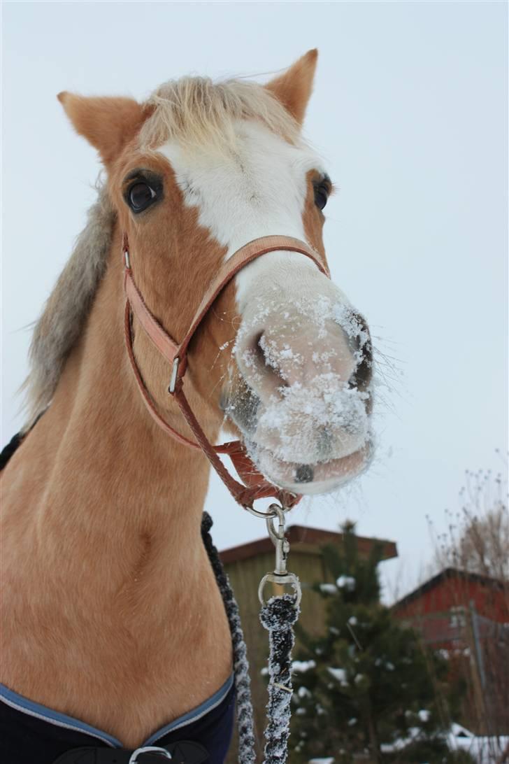 Hollandsk Sportspony  Calibra - solgt..RIP :-( - fotograf; mette boholt teglers, billede 20