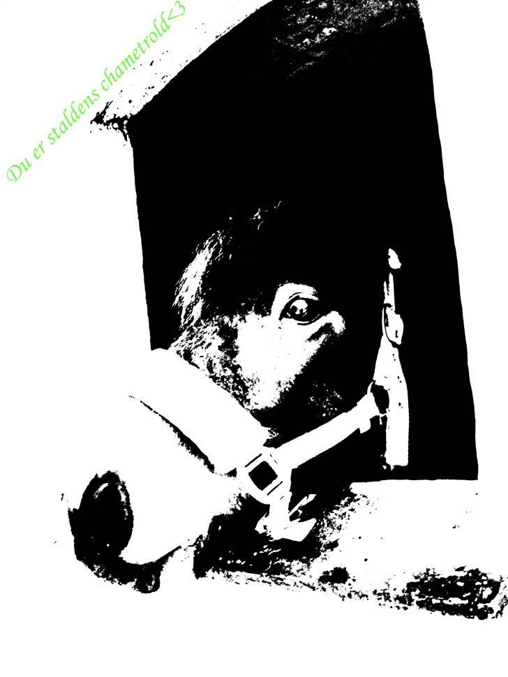 Anden særlig race Chamal - Anja tænker!, så vi må heller være stille........ billede 15