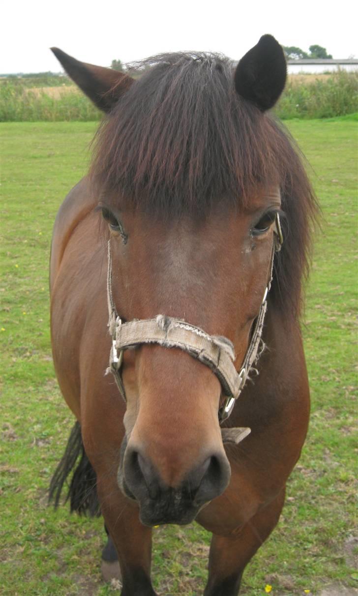 Anden særlig race Chamal - Et kamar er nu også meget indtersandt ikk´?........  billede 18