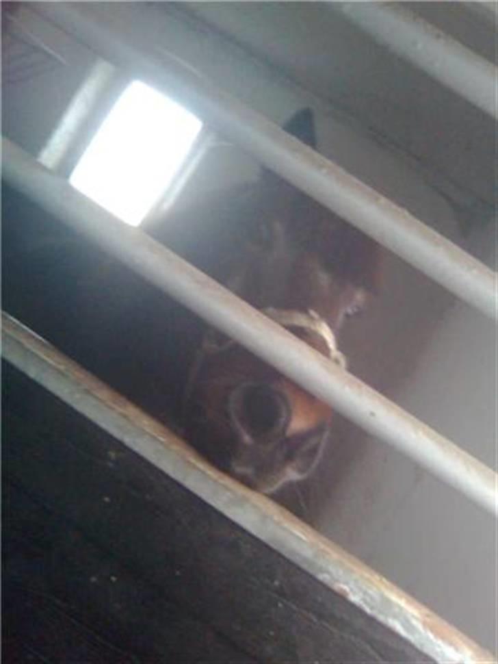 Anden særlig race Chamal - Duuuuh sååååååååå Sødddddddd. billede 19