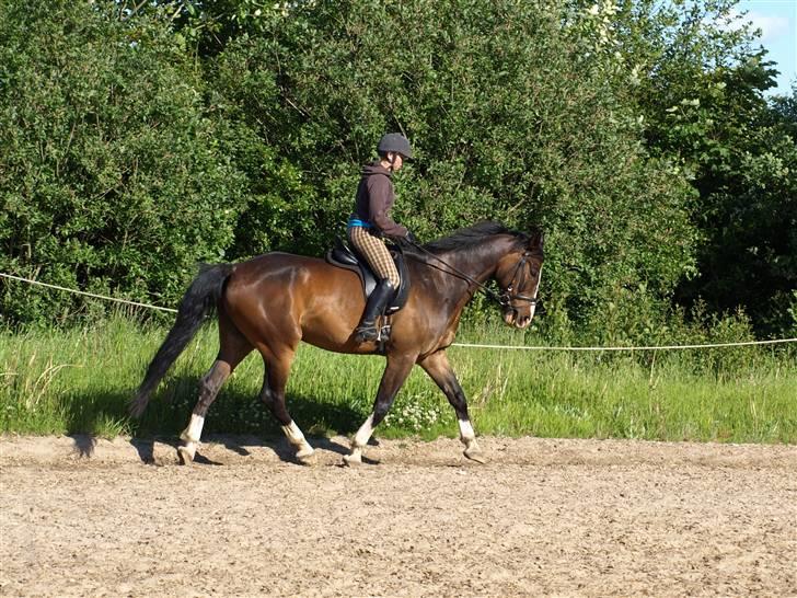 Dansk Varmblod Castor (Solgt) billede 11