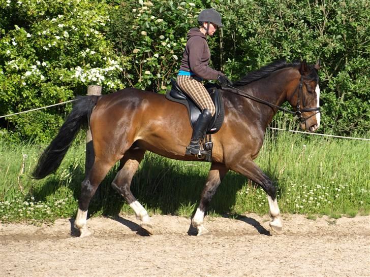 Dansk Varmblod Castor (Solgt) billede 12