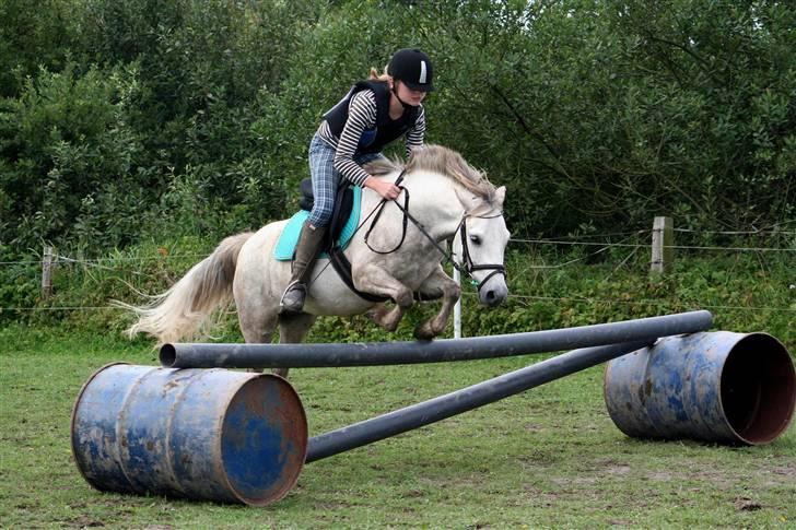 Welsh Partbred (Sec F) Gnisten billede 1