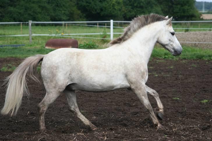 Welsh Partbred (Sec F) Gnisten billede 2